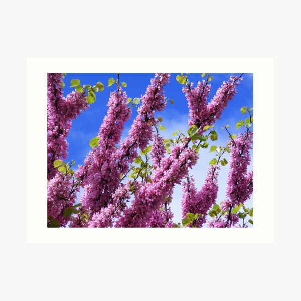 Pink Blossoms Art Print