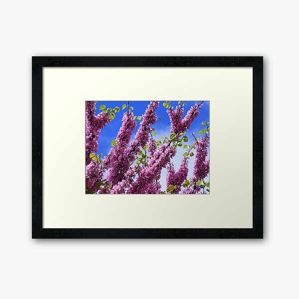 Pink Blossoms Framed Art Print