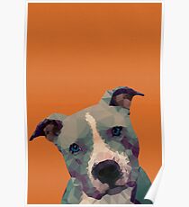 Pitbull Poster
