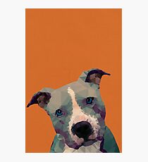 Pitbull Photographic Print