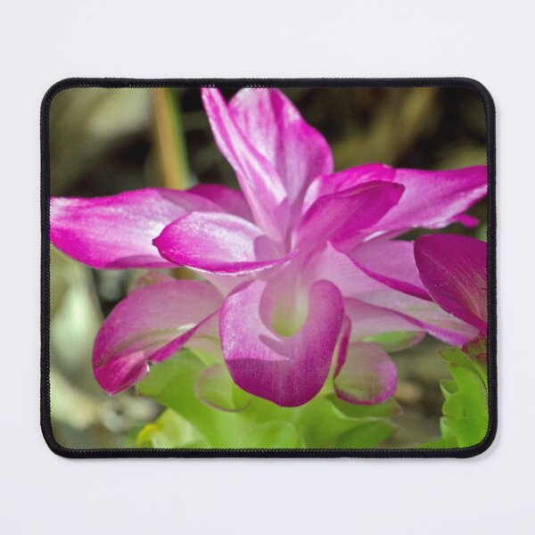 Item preview, Cape York Lily Duo designed and sold by Kerryn Madsen-Pietsch.