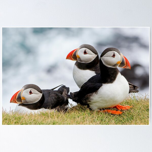 Item preview, Puffins designed and sold by Toi-Vido.