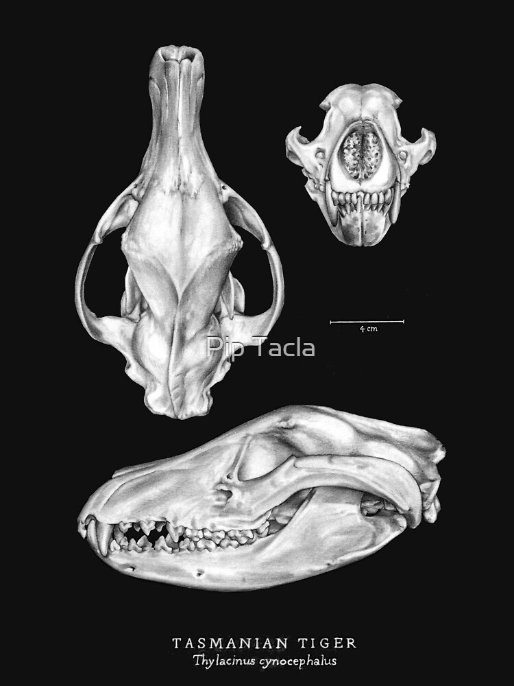 Thumbnail 7 of 7, Essential T-Shirt, Tasmanian Tiger (Thylacine) Skull designed and sold by Pip Tacla.