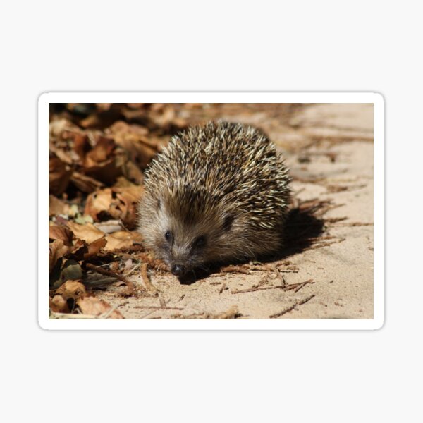 Item preview, Hedgehog designed and sold by iago rodriguez dopico.