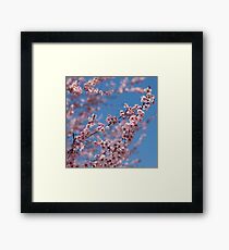 Blossoms Framed Print