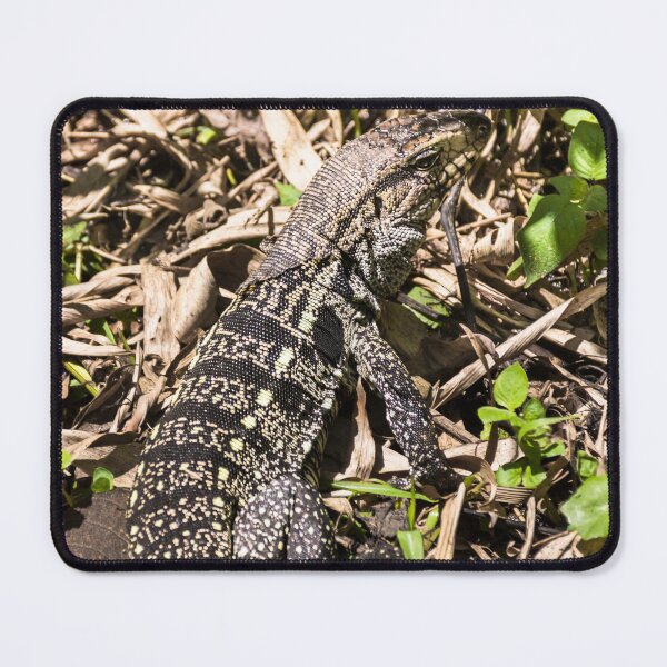 Item preview, lizard in the sun. designed and sold by Nino rocha fotografia.