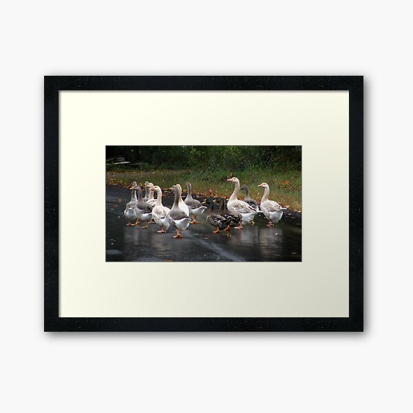 Let's Get the Flock Out of Here! Framed Art Print