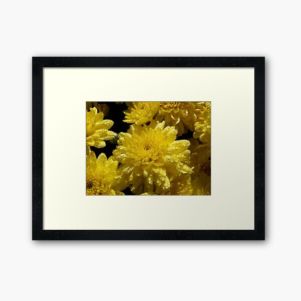Raindrops on Roses, I Mean Mums Framed Art Print