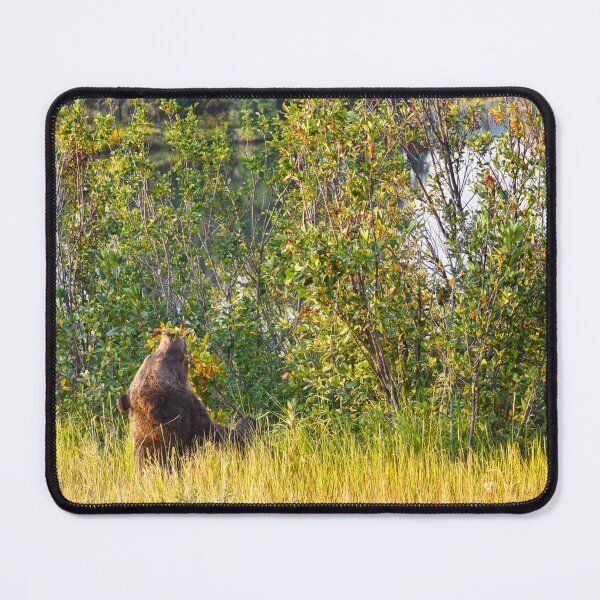 Item preview, Teton Bear Eating Berries, Wyoming designed and sold by Catherine Sherman.