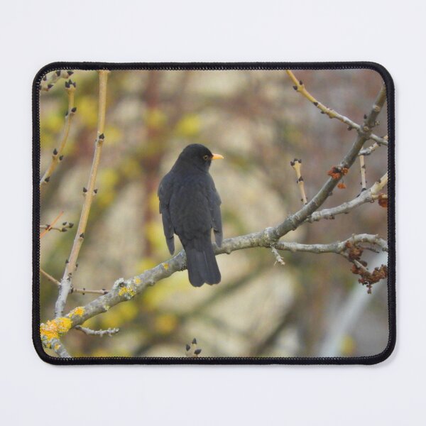 Item preview, Common blackbird designed and sold by Chiara Brugnoli.