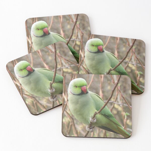 Item preview, Pretty Green Parakeet Perching Photograph designed and sold by naturegallery.