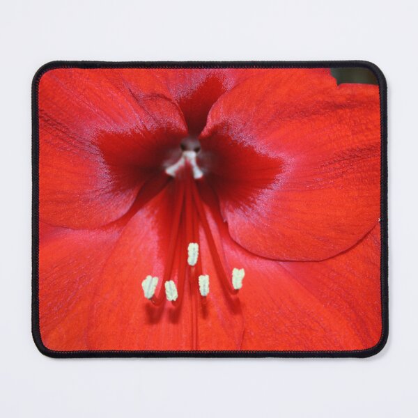 Item preview, Is this the Way to Amaryllis? designed and sold by RedHillDigital.