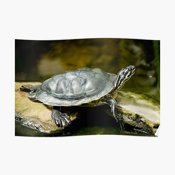 Turtle Rest Poster
