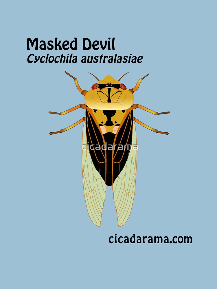 Masked Devil cicada (Cyclochila australasiae) by cicadarama