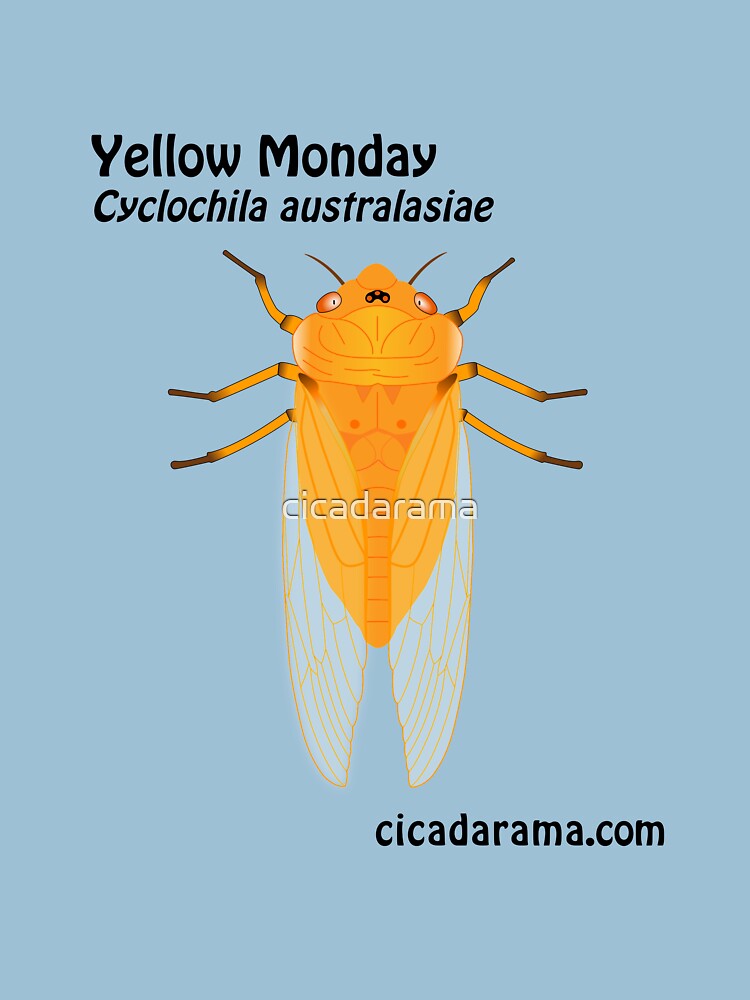 Yellow Monday cicada (Cyclochila australasiae) by cicadarama