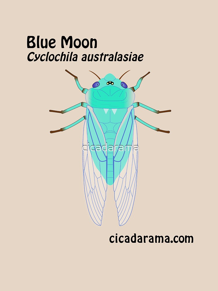 Blue Moon cicada (Cyclochila australasiae) by cicadarama