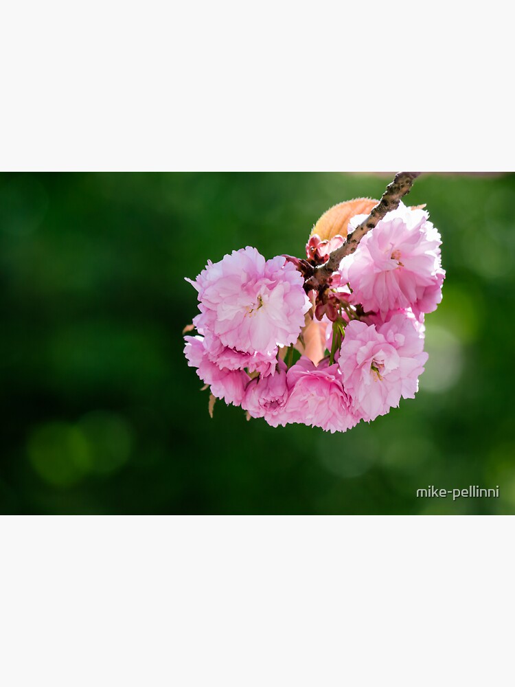 pink blossomed sakura flowers by mike-pellinni