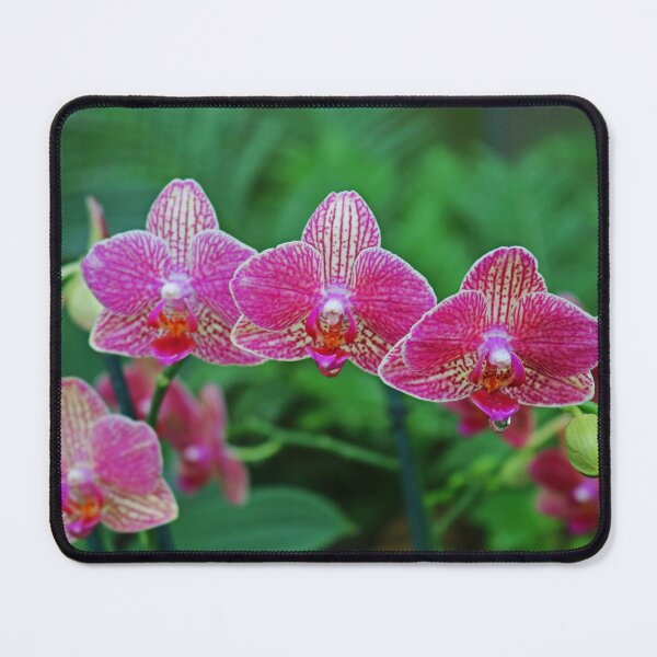 Item preview, Graceful Glide  designed and sold by Michiale.