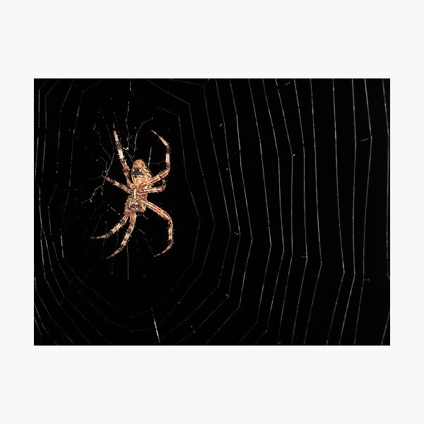 Item preview, creepy spider designed and sold by melynda blosser.