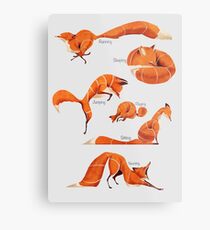 Fox poses Metal Print