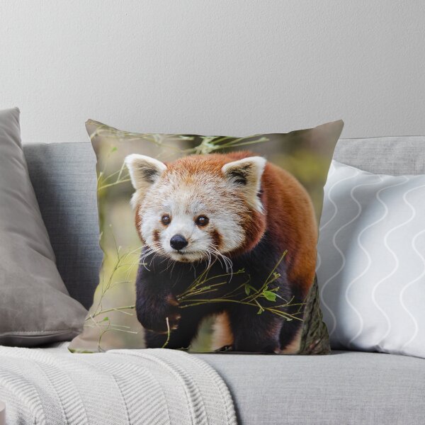 Item preview, Panda rojo en estado salvaje designed and sold by RepublicOfFire.