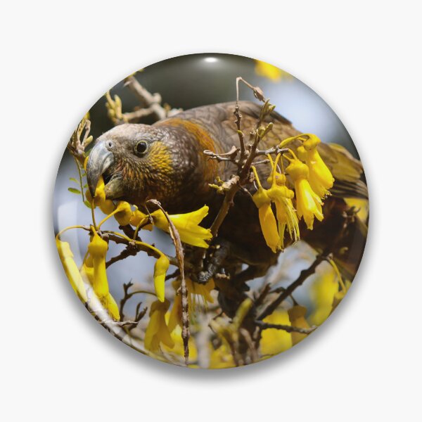 Item preview, kākā in a Kowhai tree designed and sold by shadowsanddust.