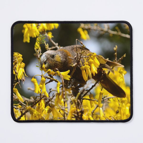 Item preview, kākā in a Kowhai tree designed and sold by shadowsanddust.