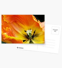Parkeit (Parrot) Tulip "Professor Rontgen" Postcards