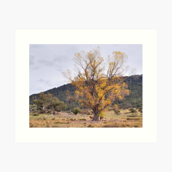 Jindabyne Horses Art Print