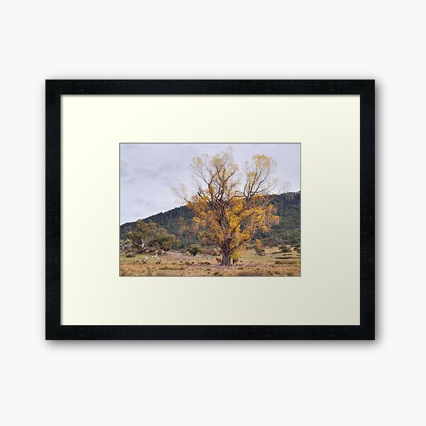 Jindabyne Horses Framed Art Print
