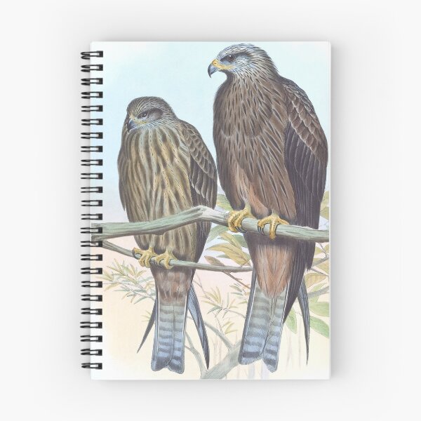 Item preview, Black Kite, 1800s Vintage Bird Art by Joseph Wolf and H.C. Richter designed and sold by VintageRestored.
