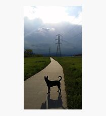 Companion. Photographic Print