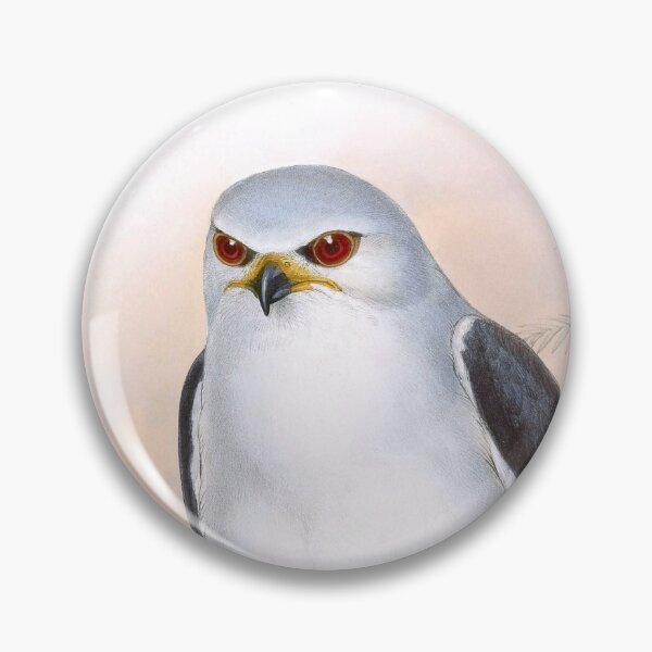 Item preview, Black-Shouldered Kite, 1800s Vintage Bird Art by John Gould and H.C. Richter designed and sold by VintageRestored.