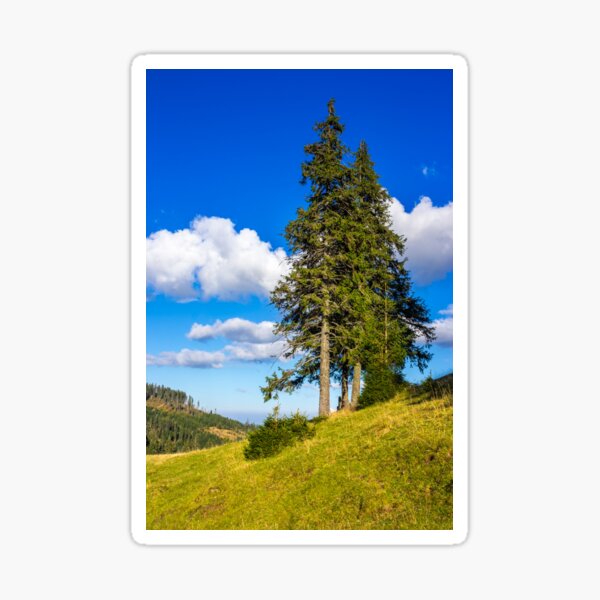 evergreen tree on a mountain slope Sticker