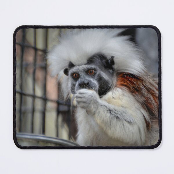 Item preview, Cotton-top Tamarin designed and sold by Savannah Gibbs.
