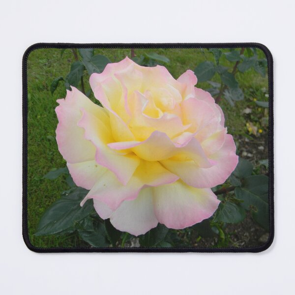 Item preview, Pink Edged Rose designed and sold by Kathleen Brant.