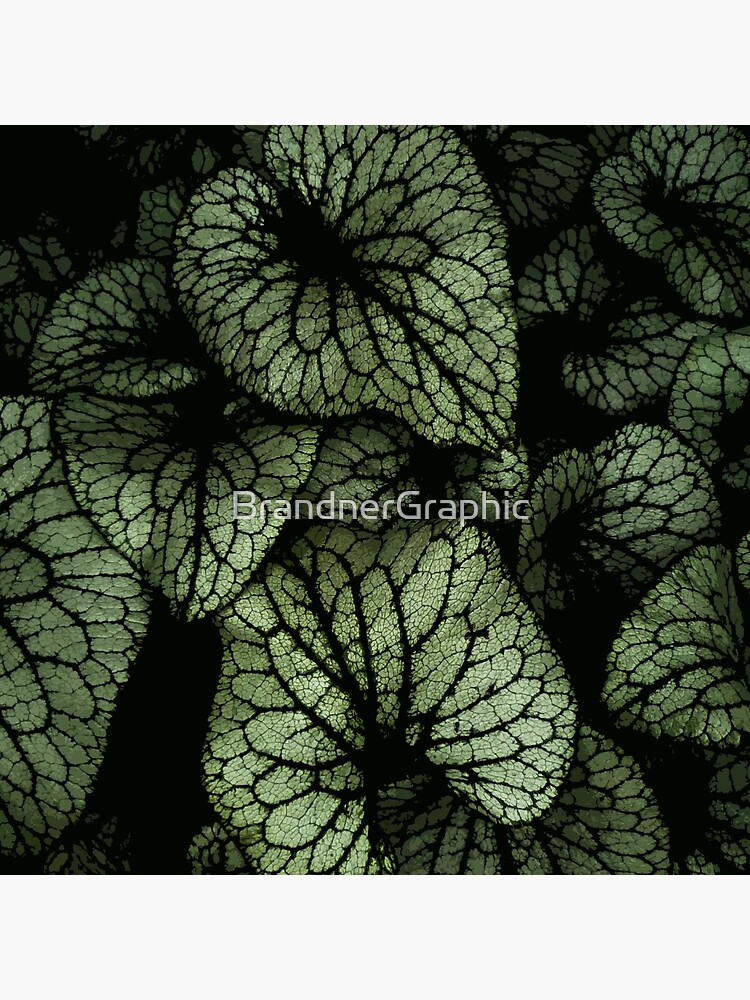 Brunnera by BrandnerGraphic