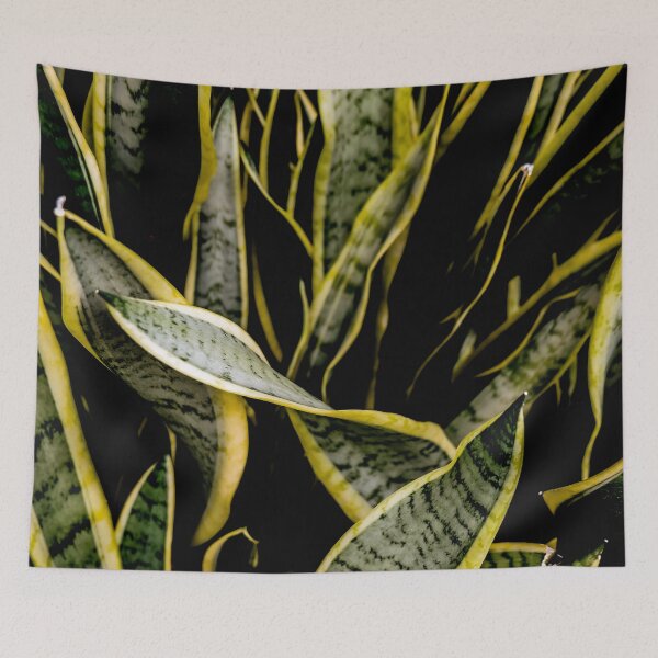 Item preview, Shinjuku Gyoen: Serpentine Sansevieria designed and sold by Chancelrie.