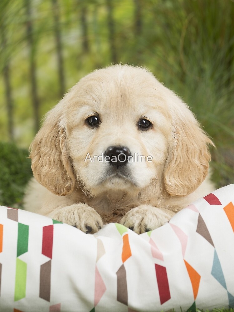 Cute Golden Retriever puppy sitting on cushion Scarf