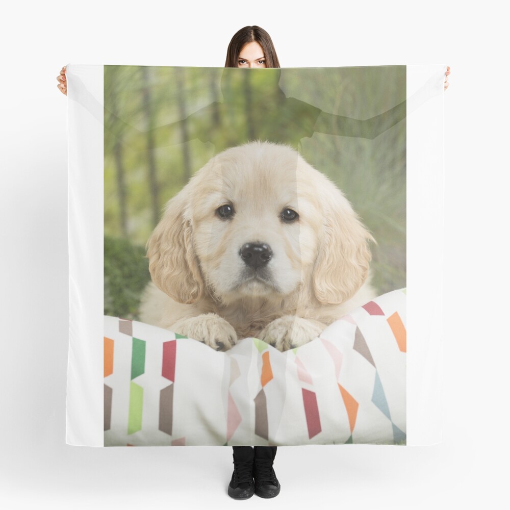 golden retriever scarf