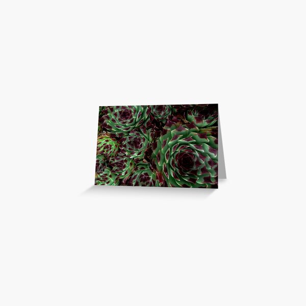 Sempervivum Greeting Card