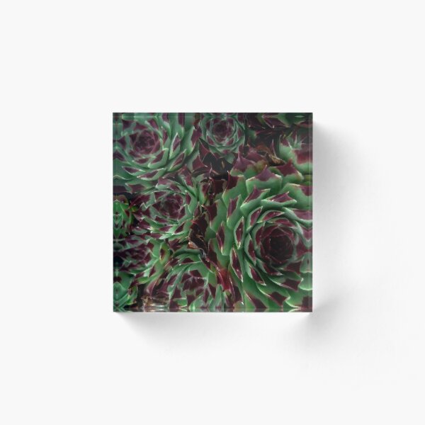 Sempervivum Acrylic Block