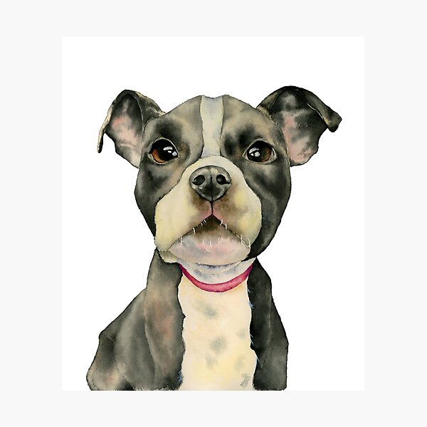 Item preview, Puppy Eyes | Cute Pit Bull Watercolor Portrait designed and sold by namibear.