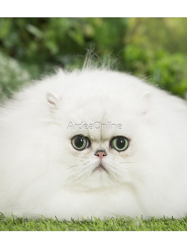 White Persian cat with big eyes