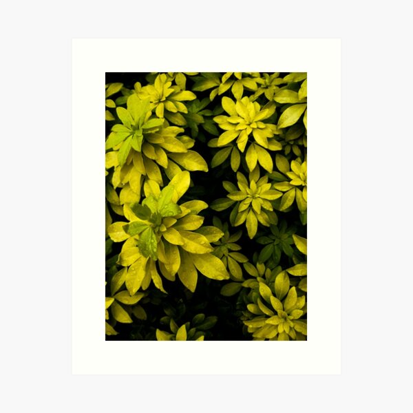 Choisya Art Print
