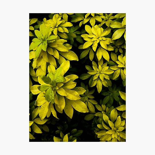 Choisya Photographic Print