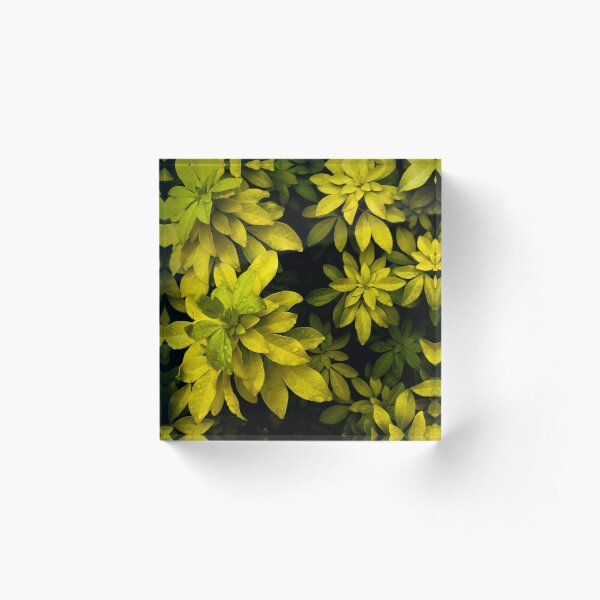 Choisya Acrylic Block