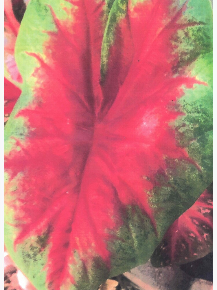 Thumbnail 2 of 2, Art Board Print, CALADIUM COLOR BURST designed and sold by DAVIDLIBERTY.