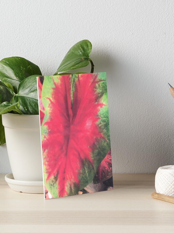 Thumbnail 1 of 2, Art Board Print, CALADIUM COLOR BURST designed and sold by DAVIDLIBERTY.