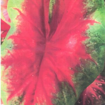 Artwork thumbnail, CALADIUM COLOR BURST by DAVID Liberty
